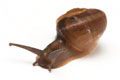 Hemiplecta distincta Ha Tien juvenil